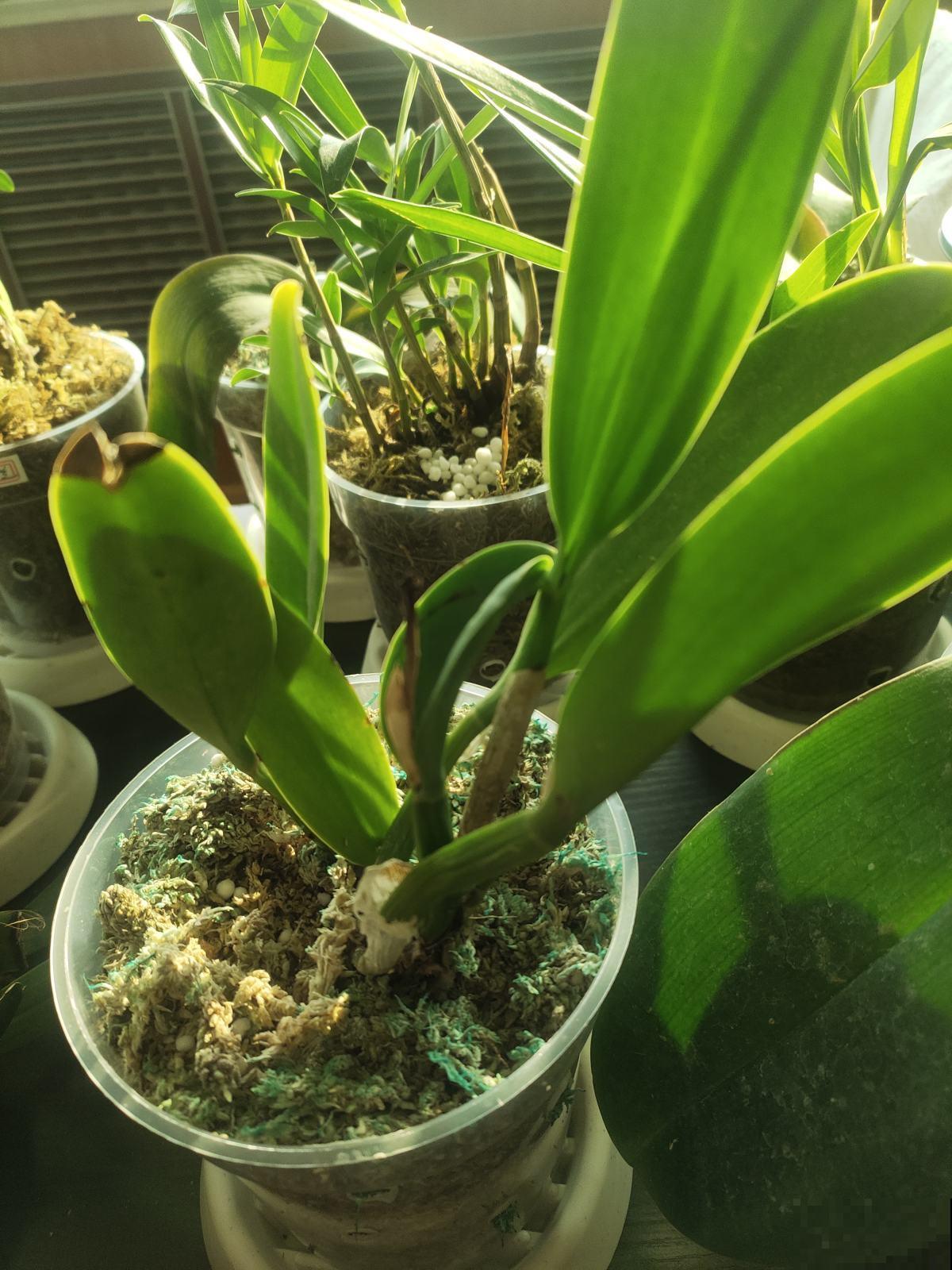 换盆注意3“要点”，养出白嫩“萝卜根”，叶子油亮花开爆盆