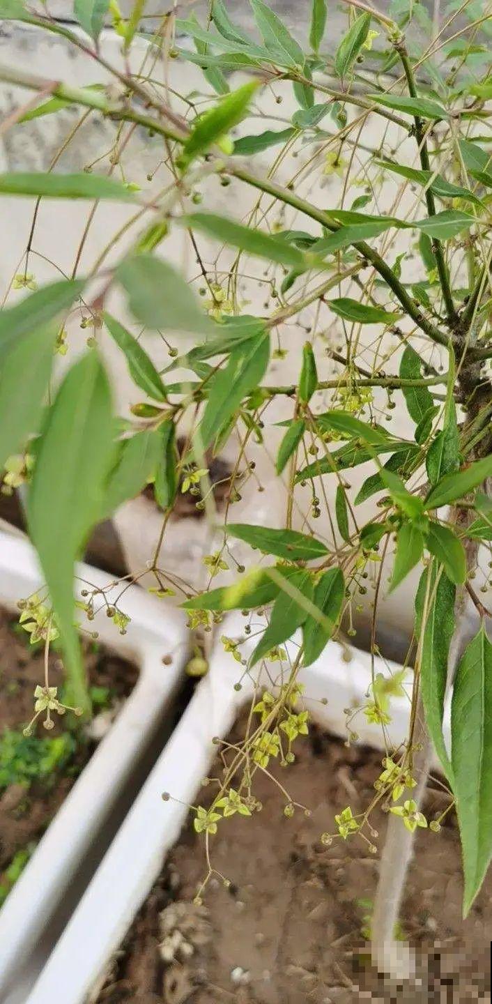 1种花俗称“摇钱树”，满盆长满小元宝，大吉大利，好看吉祥！