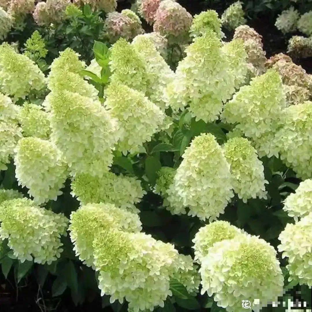 1种花开花像“冰淇淋”，-20℃冻不死，种院子里真合适