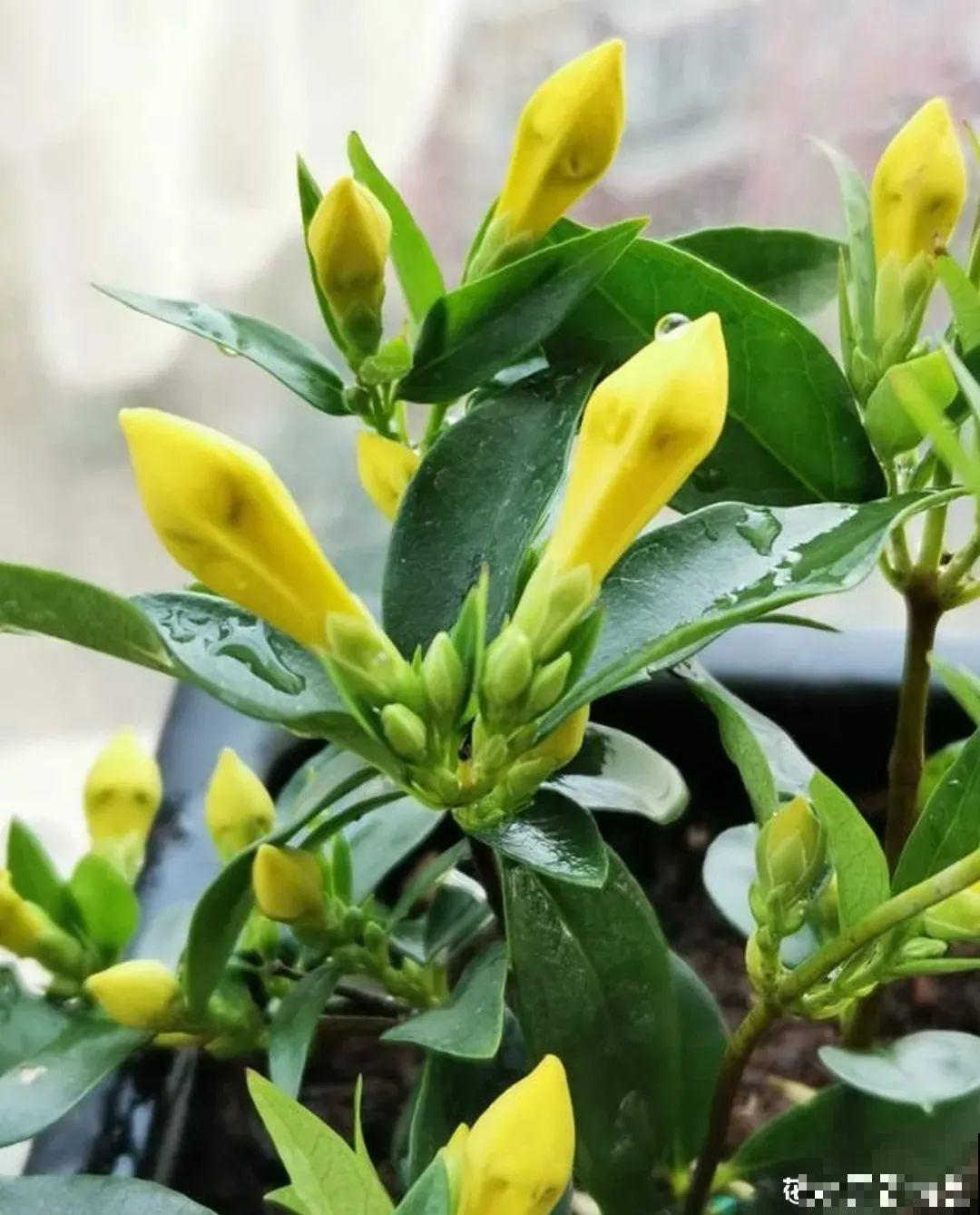 花量巨大的法国香水,被称作开花界“航空母舰”,花期能有大半年 花量巨大的法国香水,被称作开花界“航空母舰”,花期能有大半年