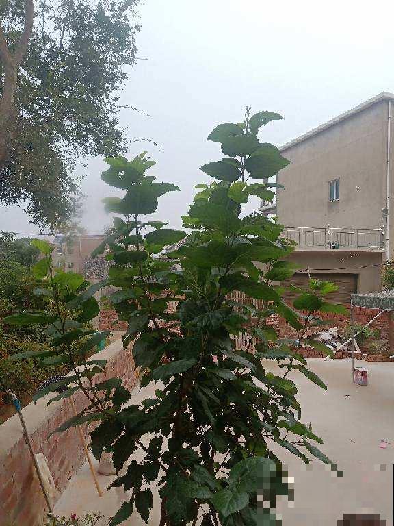 老祖宗说“五树进宅,人穷家败”,5种树最好不要种家里 老祖宗说“五树进宅,人穷家败”,5种树最好不要种家里