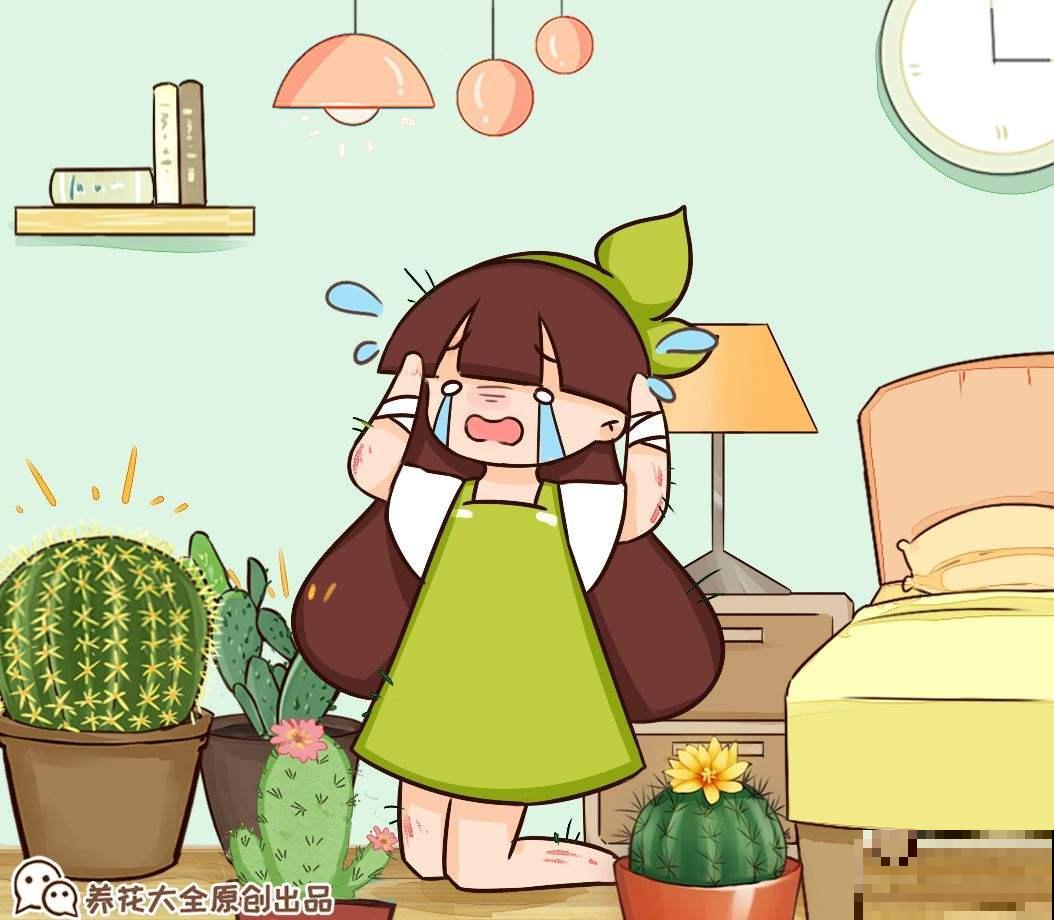 大爷养的仙人球，总是比我好，除了浇水还该怎么养