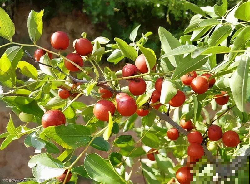 小时候常见的植物，城里人当个宝，超市卖十几块钱一斤