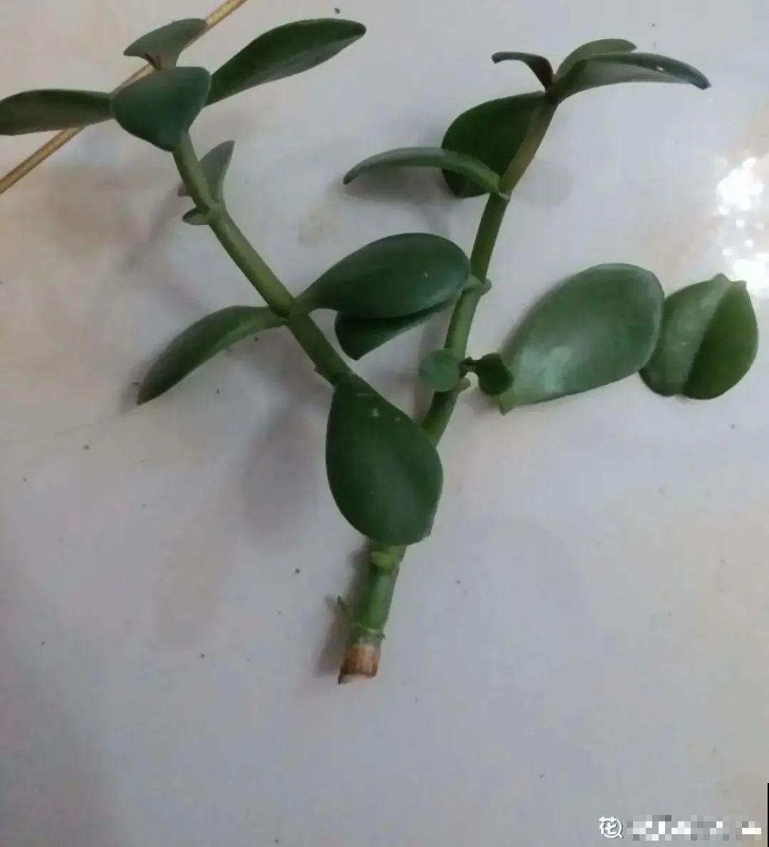 养花大棚倒闭,“贵货花”路边扔了一地,后悔没带个大麻袋 养花大棚倒闭,“贵货花”路边扔了一地,后悔没带个大麻袋