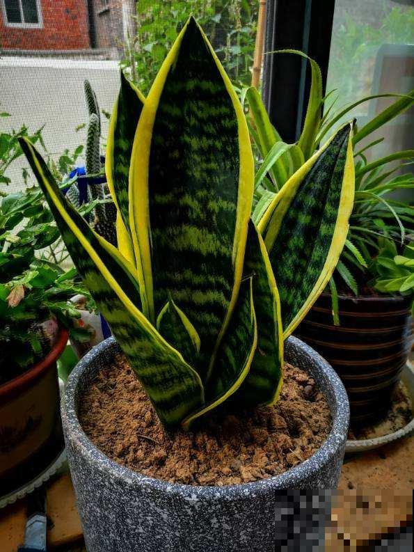 十二生肖守护花，领取你的专属好运，心想事成旺整年