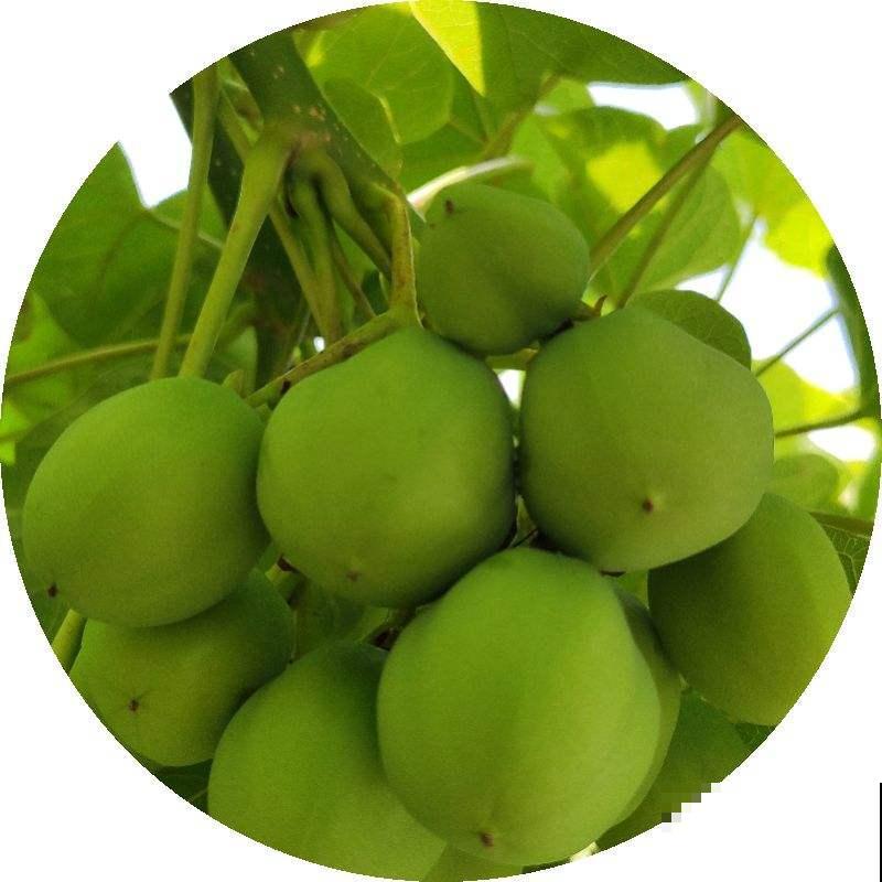 5种花有毒,出门看见后,千万别摘着吃 5种花有毒,出门看见后,千万别摘着吃