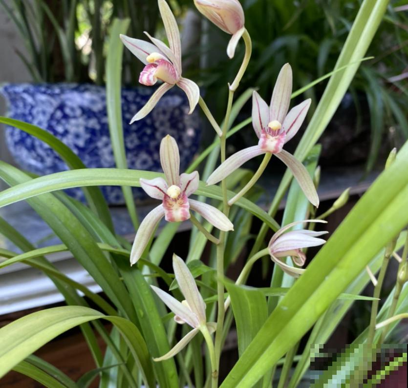 养兰花的人,值得岁月最好的眷顾,内附养花性格分析 养兰花的人,值得岁月最好的眷顾,内附养花性格分析