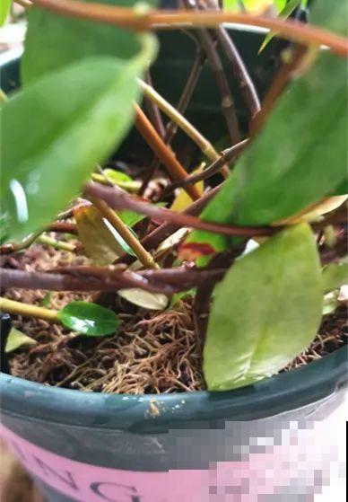 花量巨大的法国香水,被称作开花界“航空母舰”,花期能有大半年 花量巨大的法国香水,被称作开花界“航空母舰”,花期能有大半年