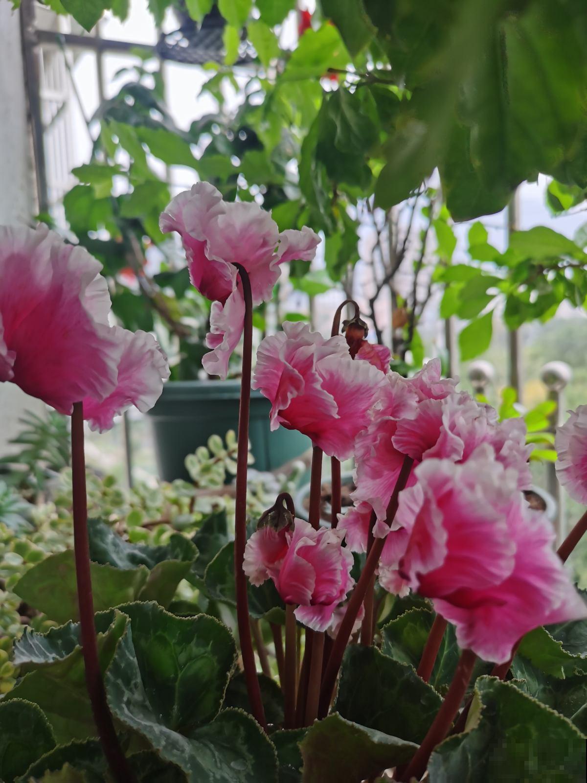 年底挑选年宵花,很容易踩坑,尤其是这4点,一定要注意 年底挑选年宵花,很容易踩坑,尤其是这4点,一定要注意