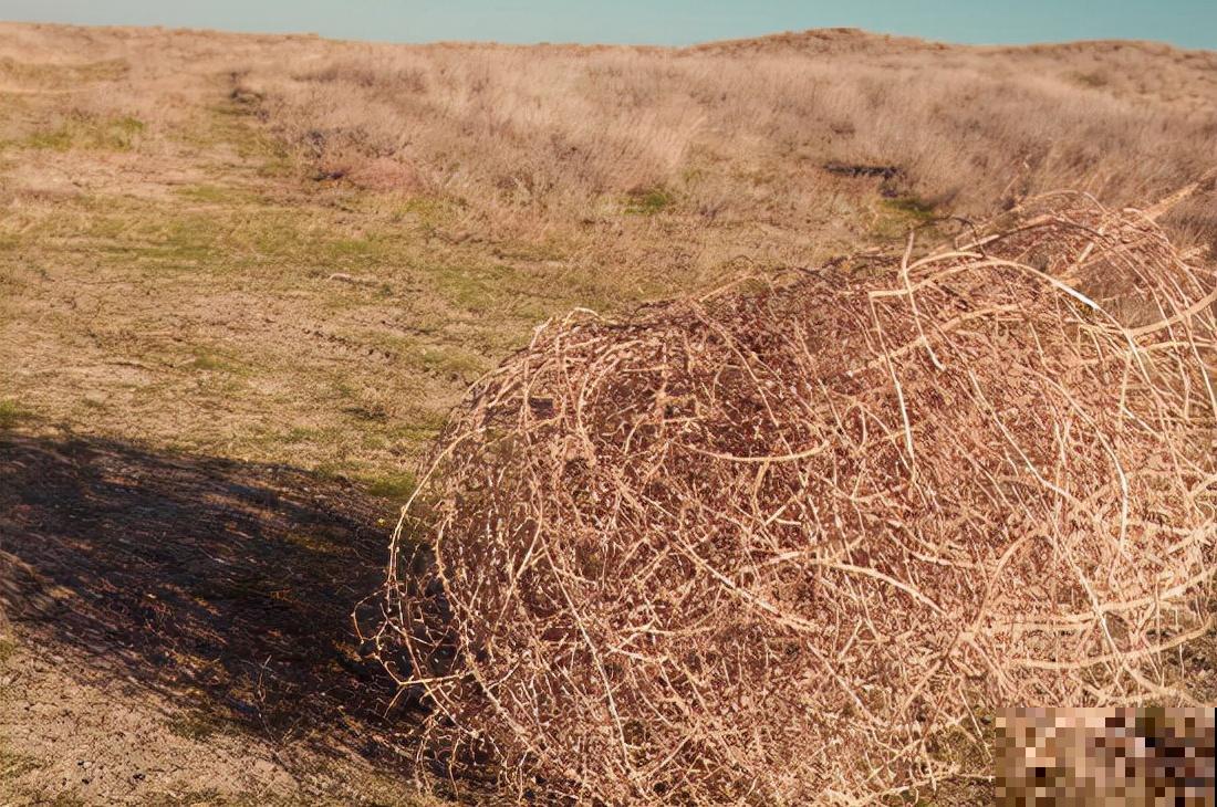 1种野草让美国人心累,中国人却做成美食,废物利用真是高明 1种野草让美国人心累,中国人却做成美食,废物利用真是高明