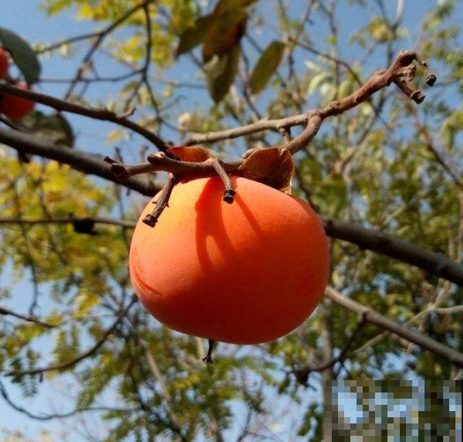 拥有一颗柿子树,满树挂满“小灯笼”,日子红火又吉祥 拥有一颗柿子树,满树挂满“小灯笼”,日子红火又吉祥