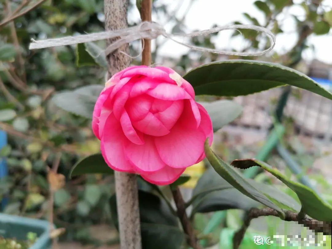 养花“急救”方法，1步搞定，别越拖越严重！