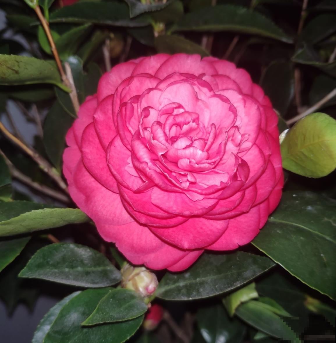 要养茶花,种植时间要选对,花苞才能长得像“鹌鹑蛋” 要养茶花,种植时间要选对,花苞才能长得像“鹌鹑蛋”