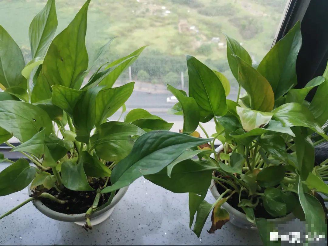 10种花现在别换盆，不然根系不服盆，很容易死掉