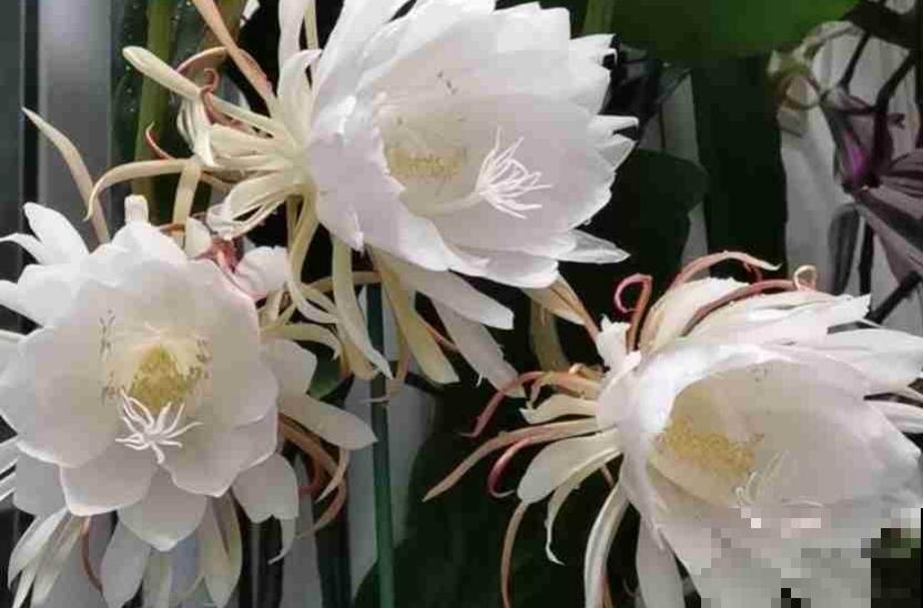 “10大不吉利”花排行榜，新手已经“退货”了，你家养过吗？