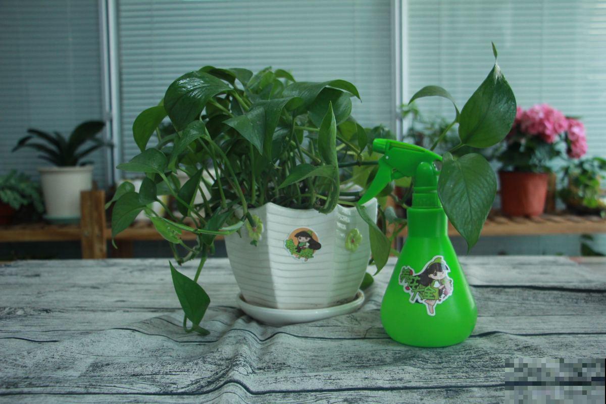 10种养生植物，老中医们的最爱，养护简单特养人