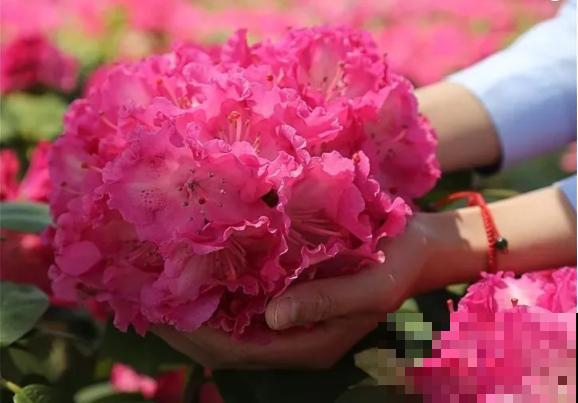 66万一盆的花,真是够贵的,打工几十年也攒不出一盆 66万一盆的花,真是够贵的,打工几十年也攒不出一盆