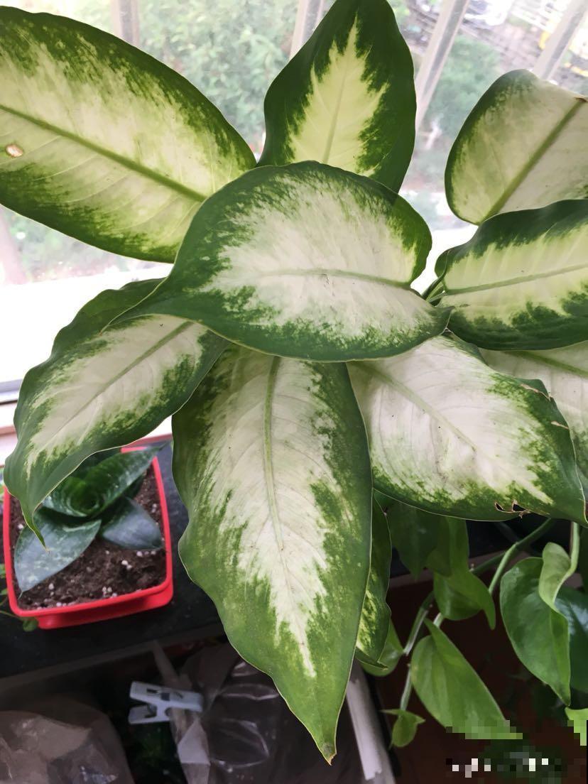 植物界的“女王大人”，自带女王气场，光听名字就很霸气