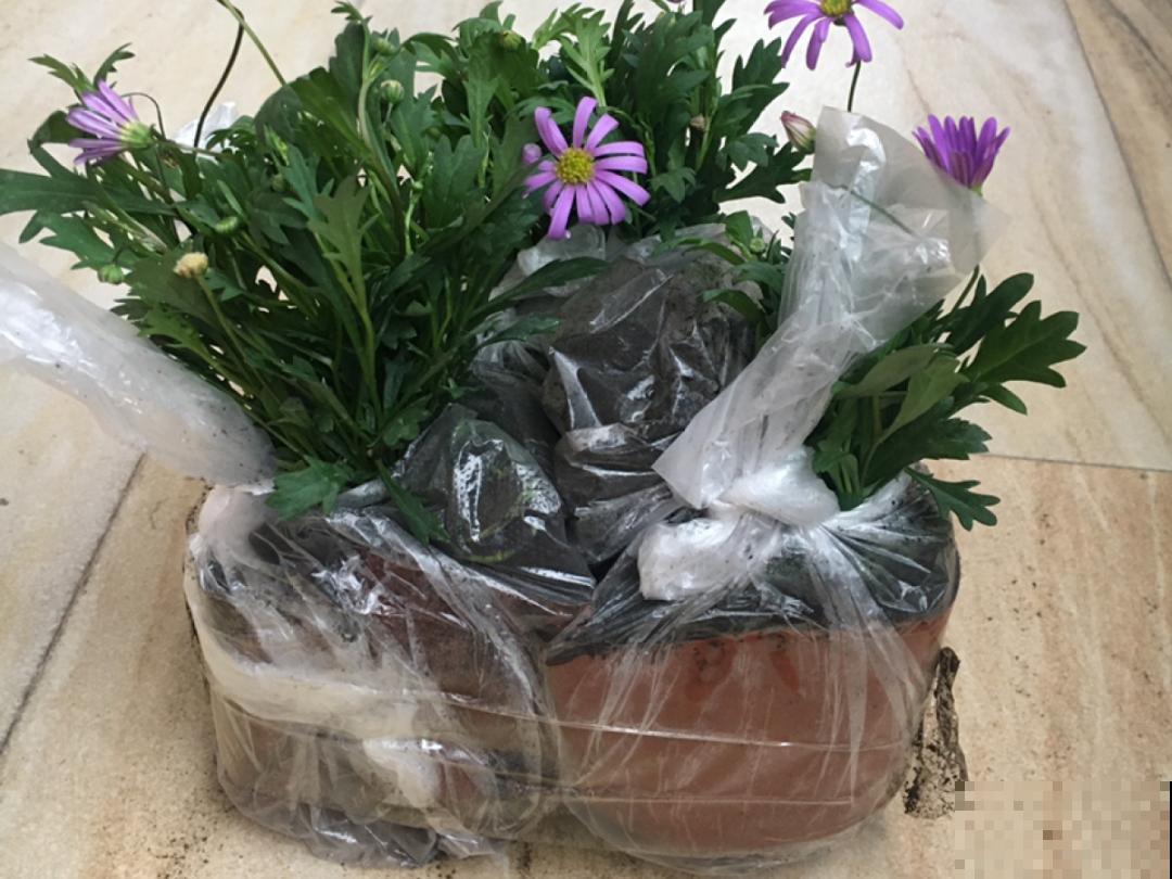5种花盆,闷根又烂根,一养花就死掉 5种花盆,闷根又烂根,一养花就死掉