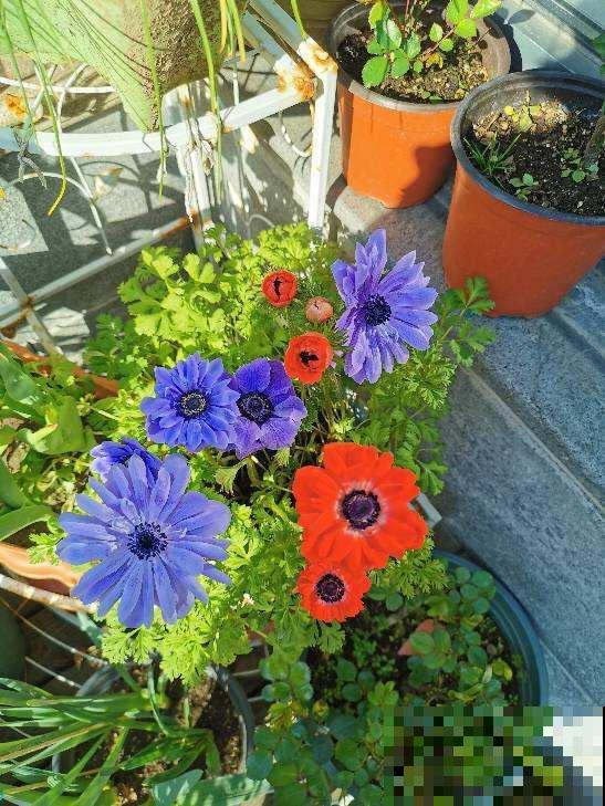 银莲花又被称为“风之花”,能耐寒零下20度,现在种下三月就开花 银莲花又被称为“风之花”,能耐寒零下20度,现在种下三月就开花