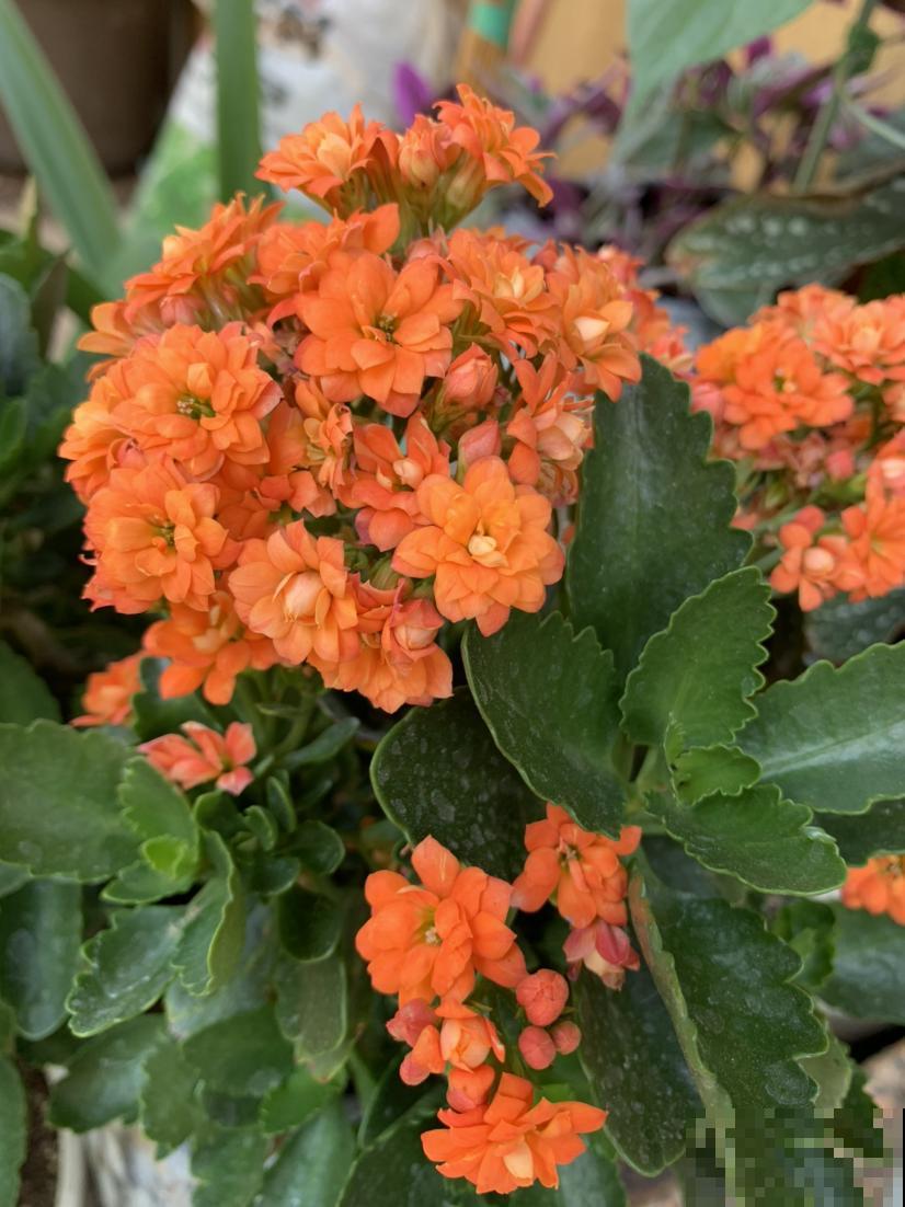 1种花是冬季“爆品”,满盆开红花,养一次就上瘾 1种花是冬季“爆品”,满盆开红花,养一次就上瘾