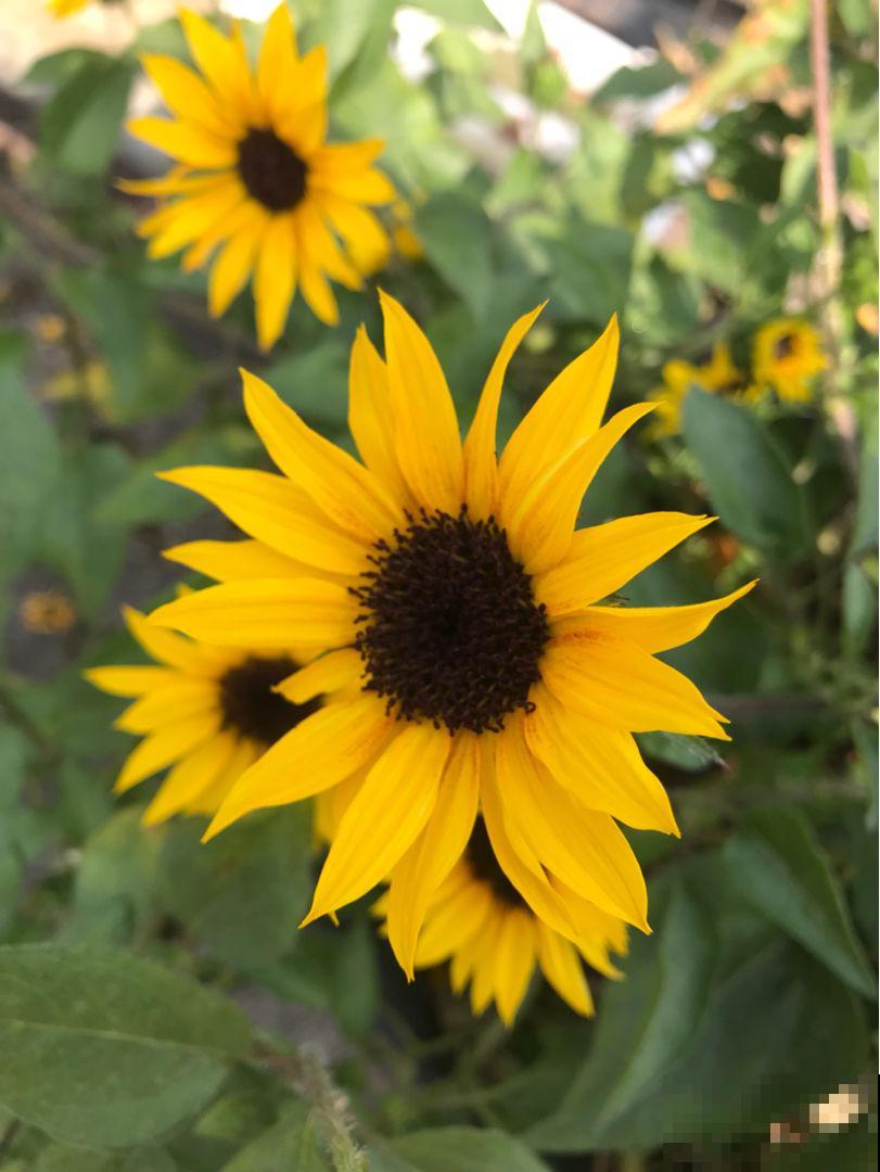 花卉届的“开花机器”，容易养护易打理，简简单单开爆盆