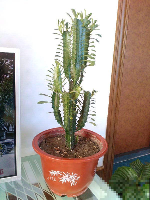 名字里带“龙”的6种花，养在家里镇宅又吉祥，安全感满满