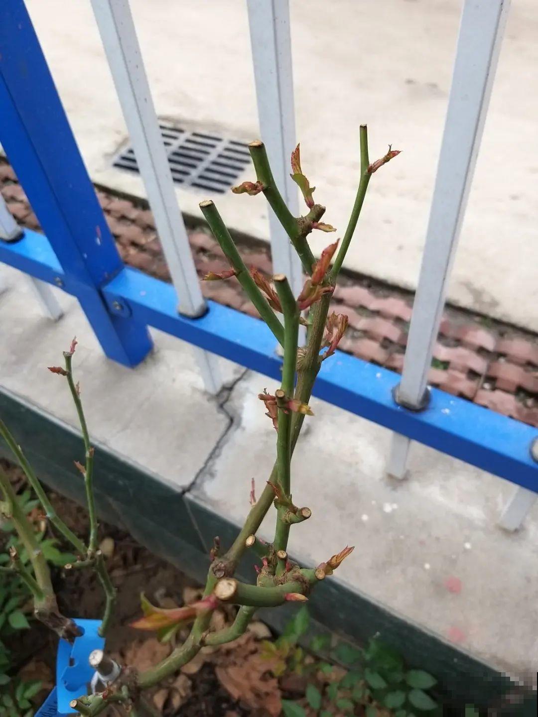 7种花冬天会假死，叶子掉光不要扔，明年还能大爆花！