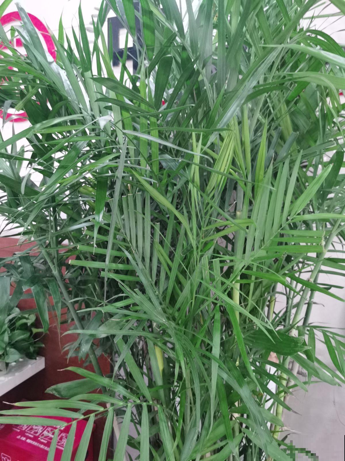 5种花堪比“加湿器”，秋天室内养一盆，温润不干燥