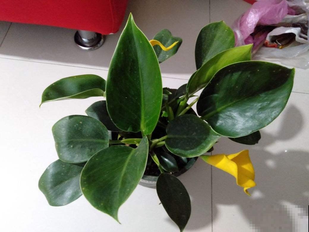 15种“阴性”花，家里没光适合养，光太强反而长不好