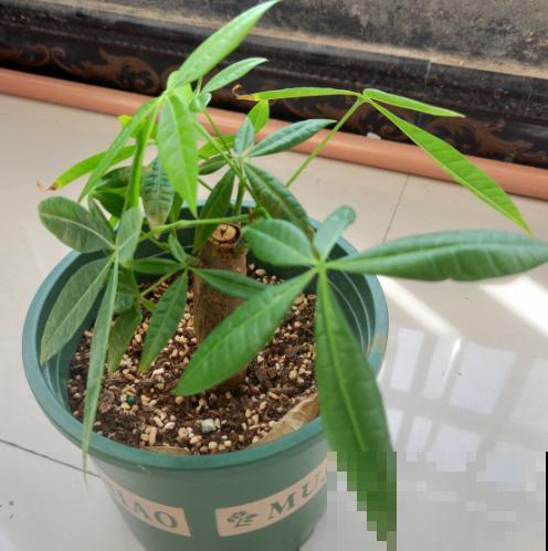 发财树出现这两种情况,多半就是烂根了,赶紧救! 发财树出现这两种情况,多半就是烂根了,赶紧救!