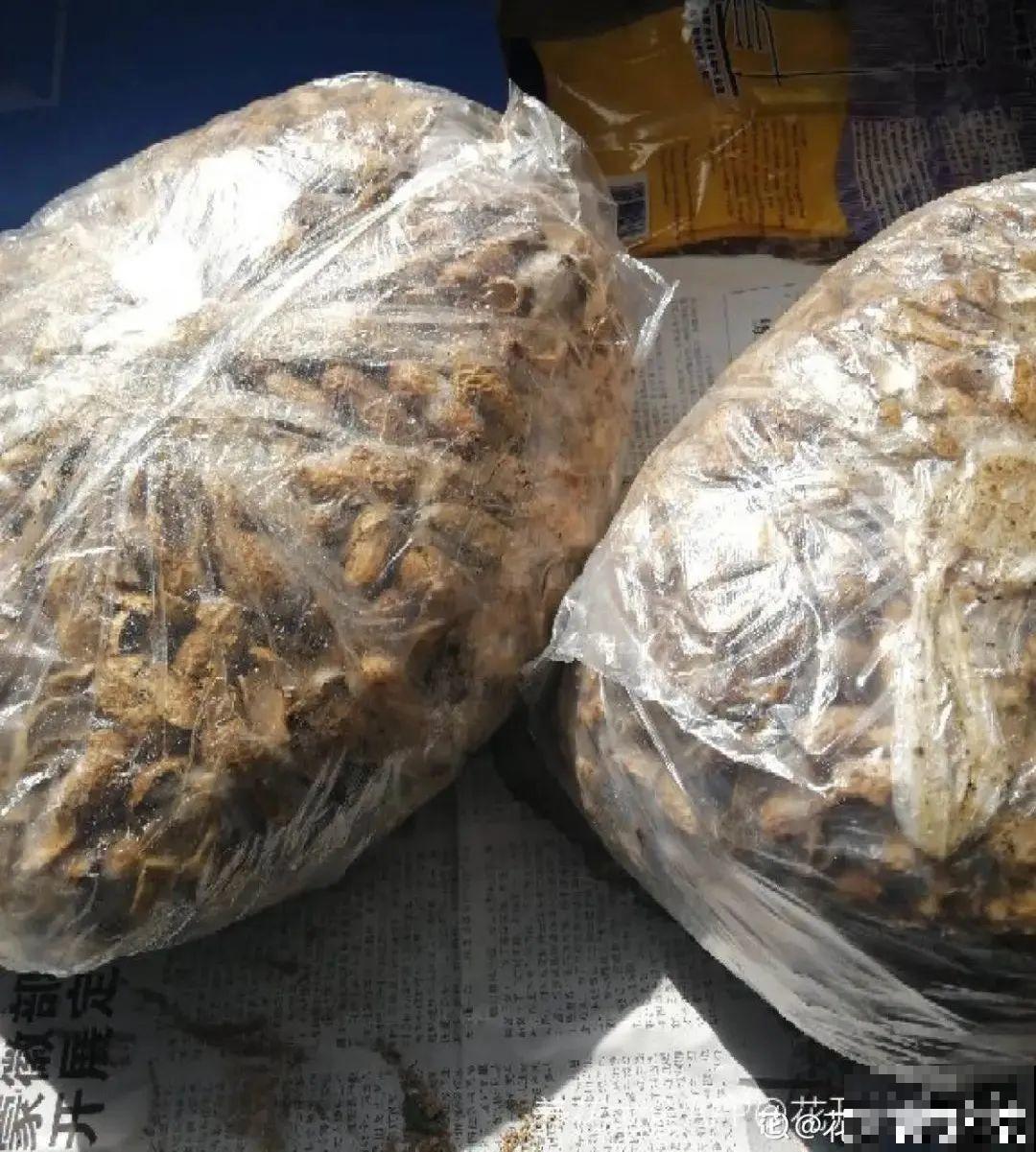 10种“垃圾”不要丢，拿来养花效果好，还能省下一笔钱