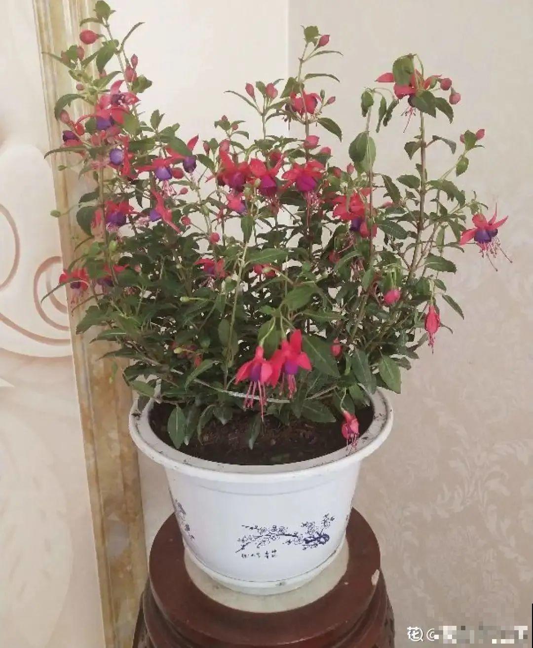 买茶花也要注意“坑”，注意5要点，叶子挺立有精神