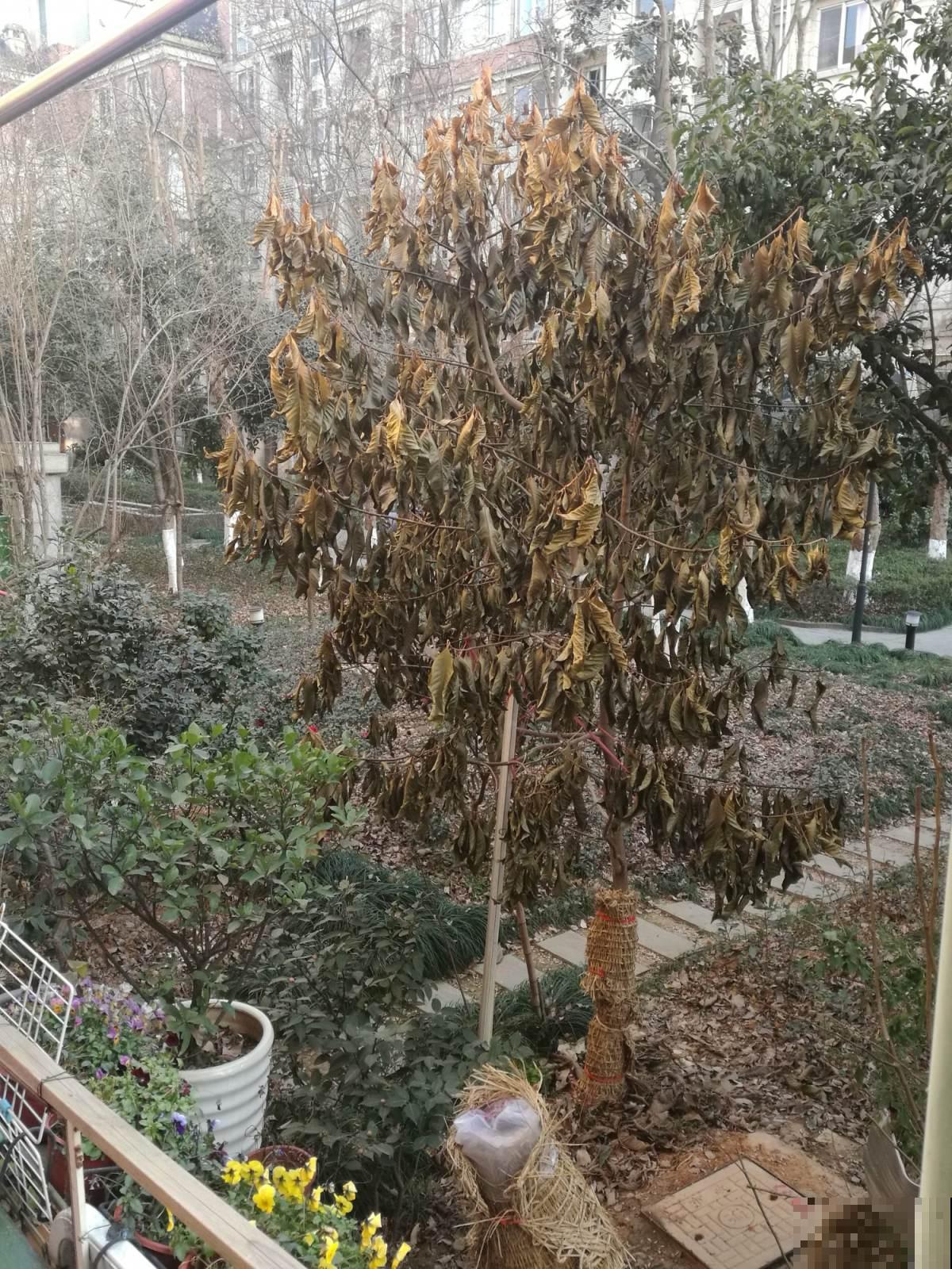 天气大降温，赶紧把花搬进屋，不然多肉都冻成“饺子馅”