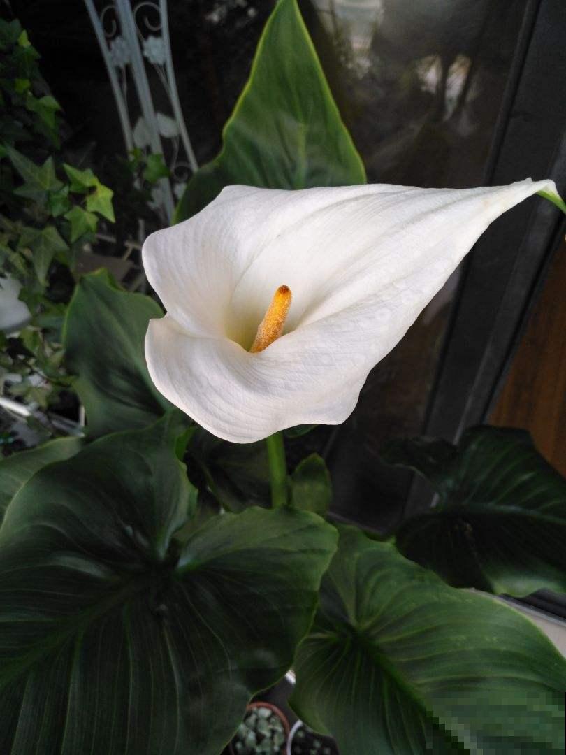 像漏斗一样的花，多浇水才能长得好，再也不担心浇多了