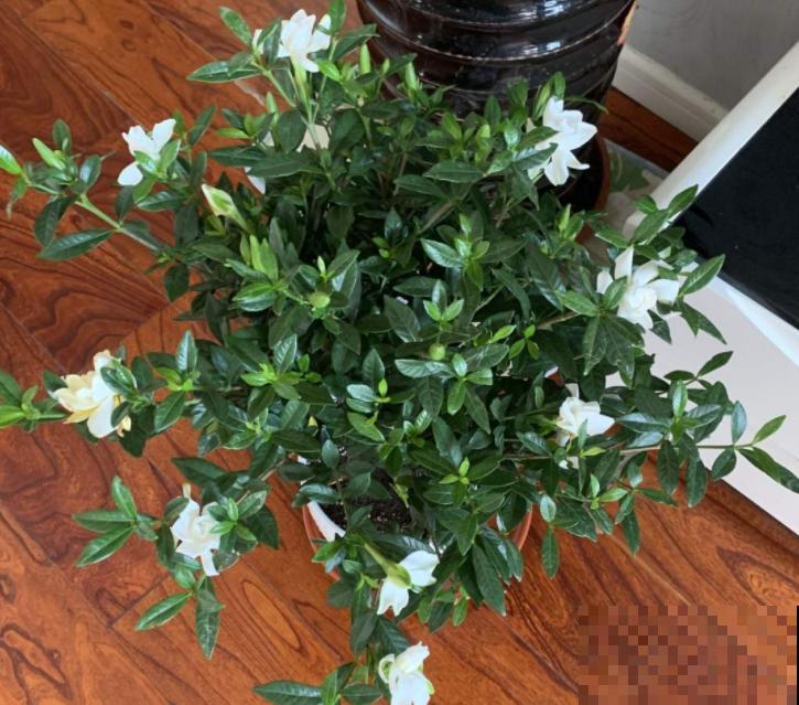 10种花冬天不能断水，勤浇水才能长得旺，叶子油亮有光泽