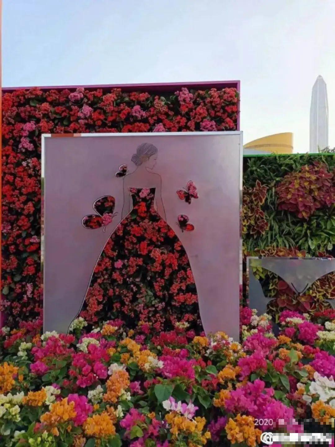 一盆菊花一万二，能开出七个颜色，真是少见