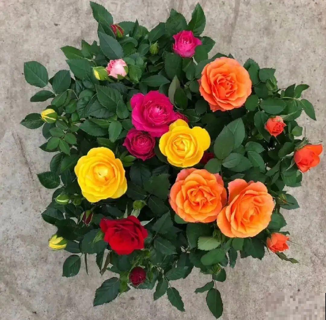 8种花，年年买，年年养死，今年可别当冤大头