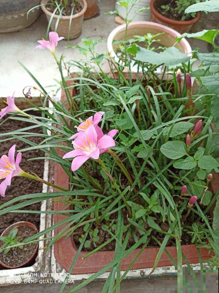 冬天植物积水烂根怎么办？锥形垫片是神器，每盆花都应该放一个