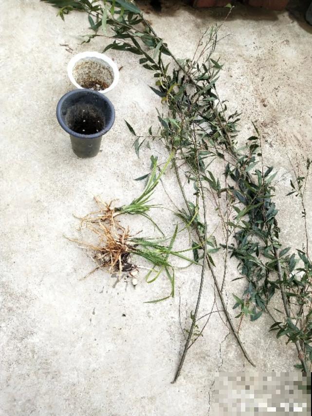 家里的“垃圾”留下，拿来养花效果好，颜值超高