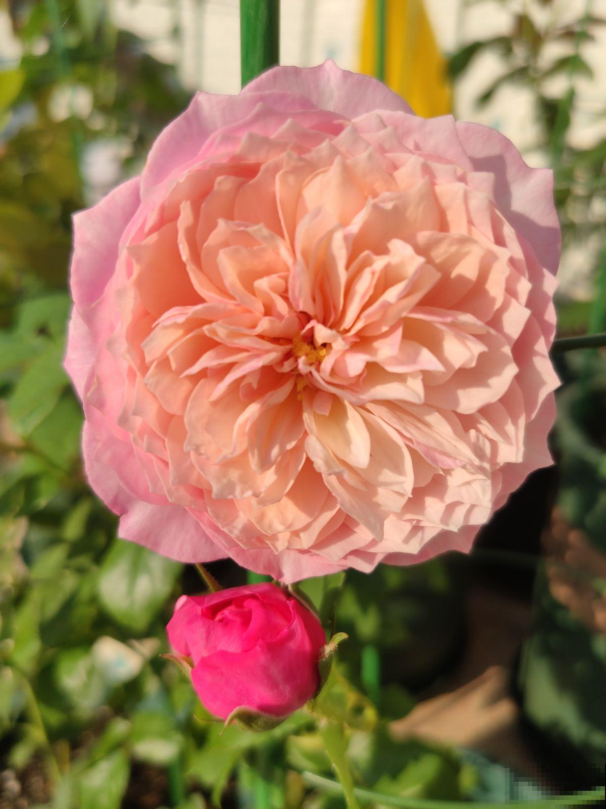 养花以后，爸爸“性情大变”，细心也有耐心了