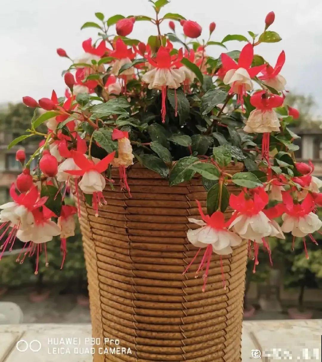 8种花，年年买，年年养死，今年可别当冤大头