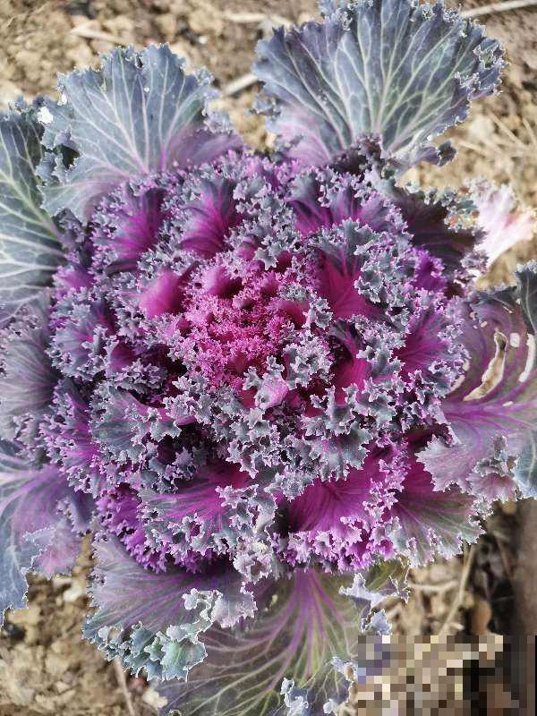 冻不死的5种省心花，花开又香又美，家里养一盆冬天也变小花园