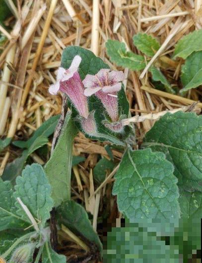 东北花虽少，但中草药一抓一大把，价值一下子就上去了