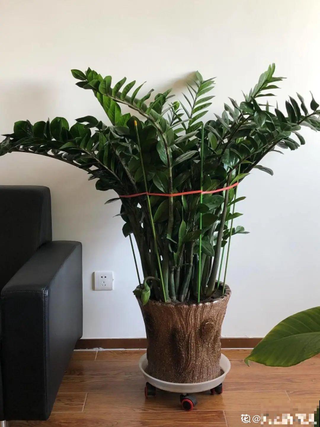 10种花得穷养，盆越小、水越少，越长得旺