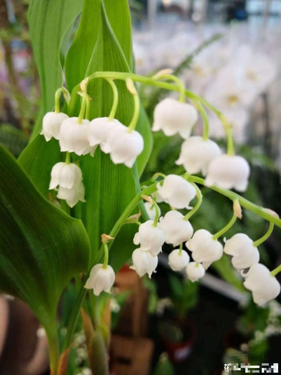 8种花养屋子里，满屋香味儿，雅致又唯美