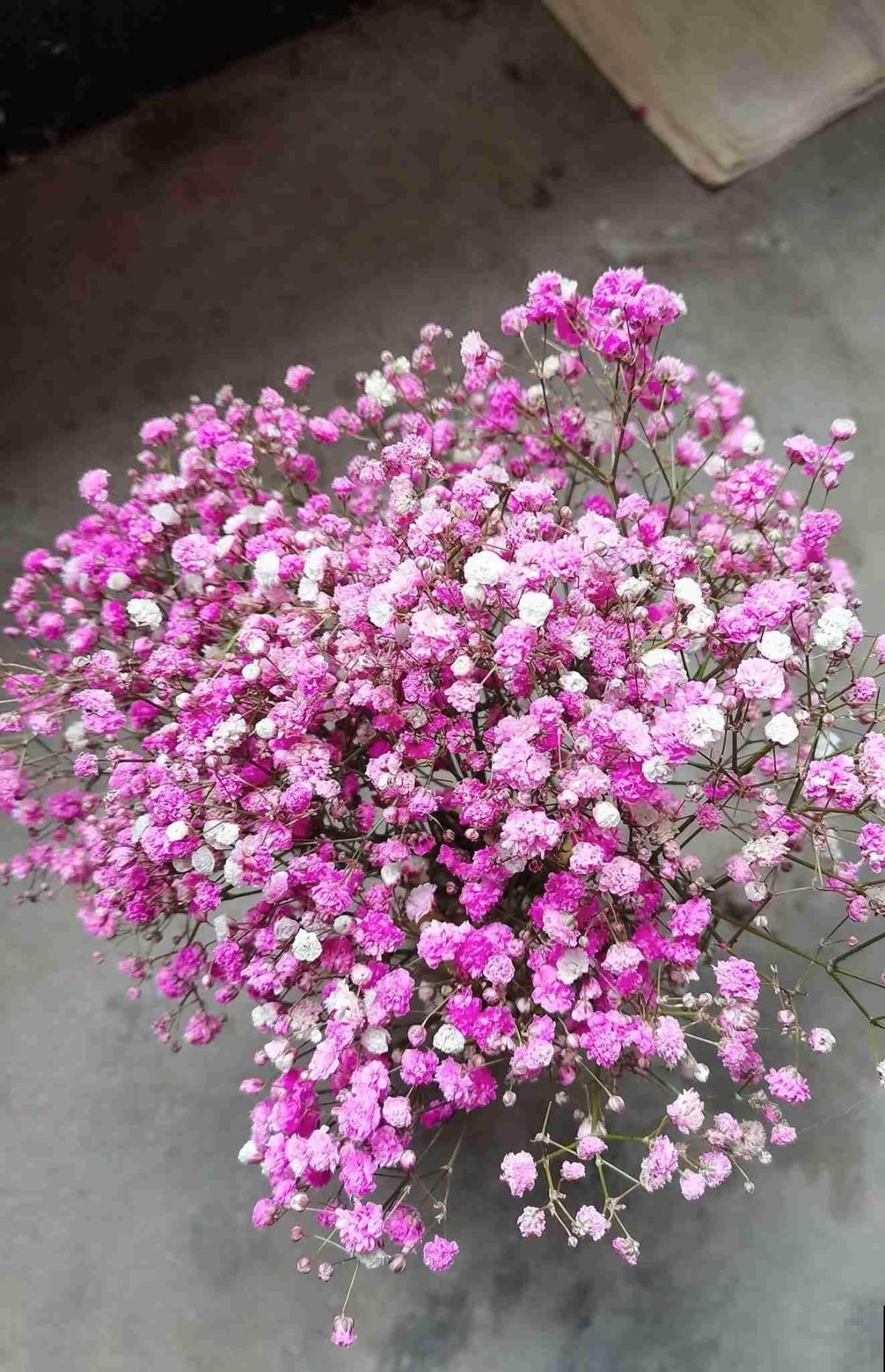 “毛病多”的9种花，新手很难养好，能养好的都是“大神”