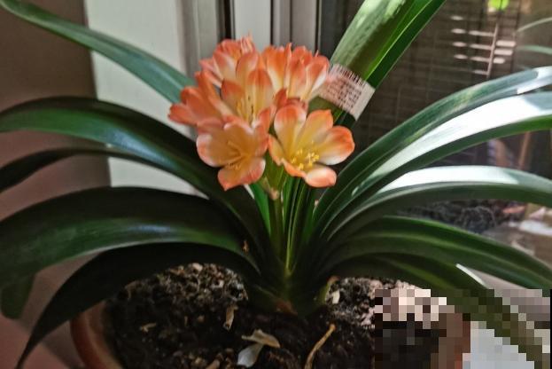 既能“招财运”，又健康的4种植物，适合新手养