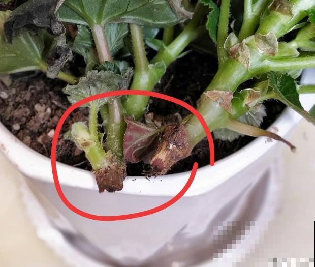 8种花，年年买，年年养死，今年可别当冤大头