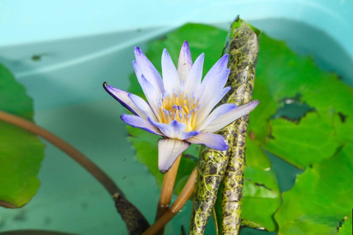 秋天常见的60种花，最全花卉图谱，收藏起来慢慢看